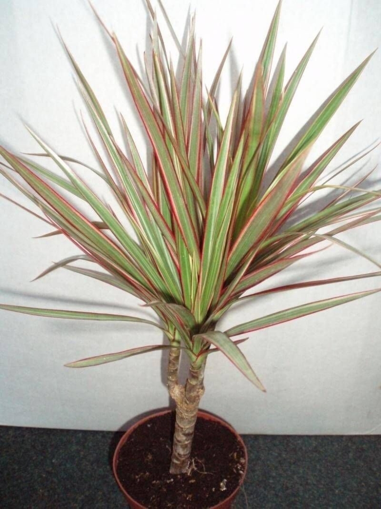 Драцена маргината окаймленная