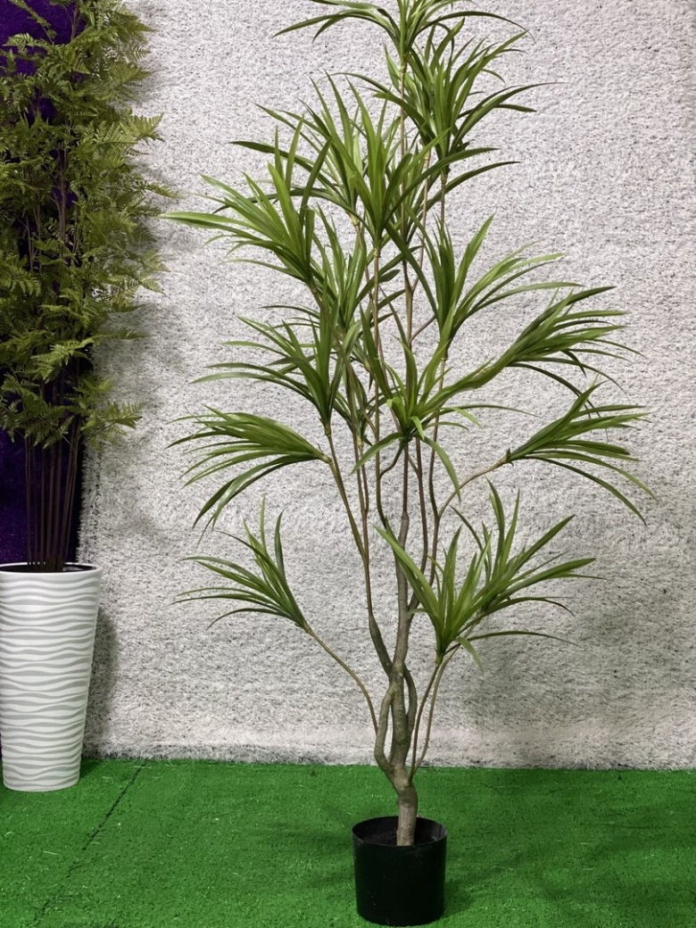 Комнатные растения пальма