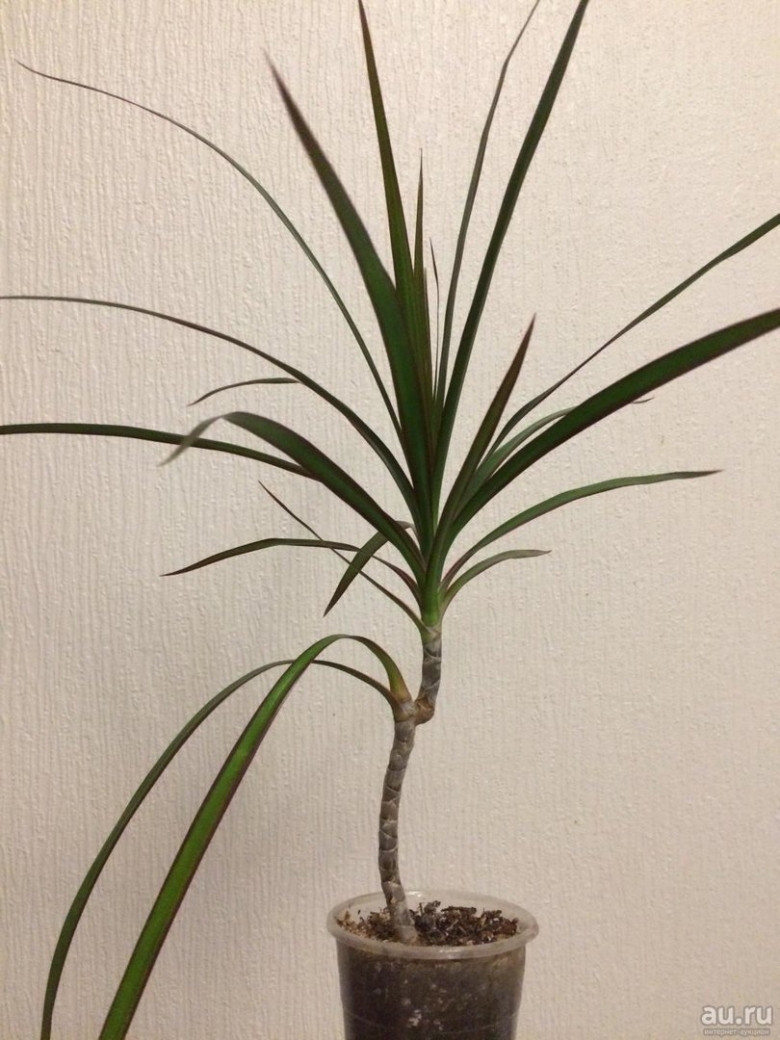 Пальма Драцена окаймленная