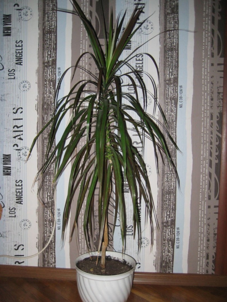 Пальма комнатная Драцена
