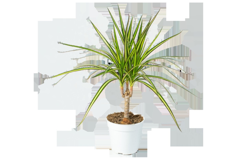 Драценамогента