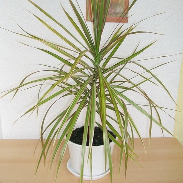 Драцена Маргината Триколор