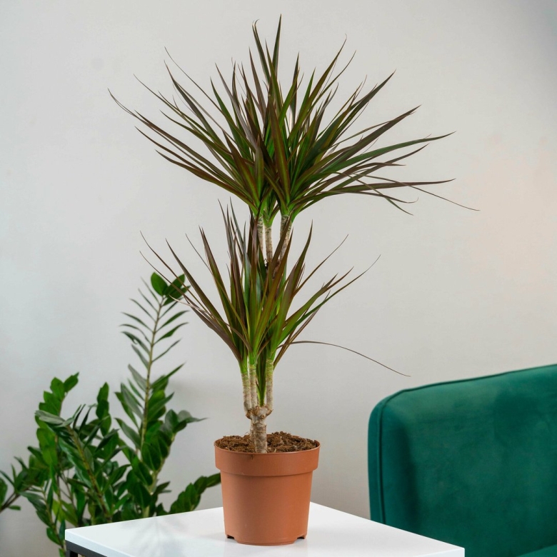 Цветок Драцена Торнадо