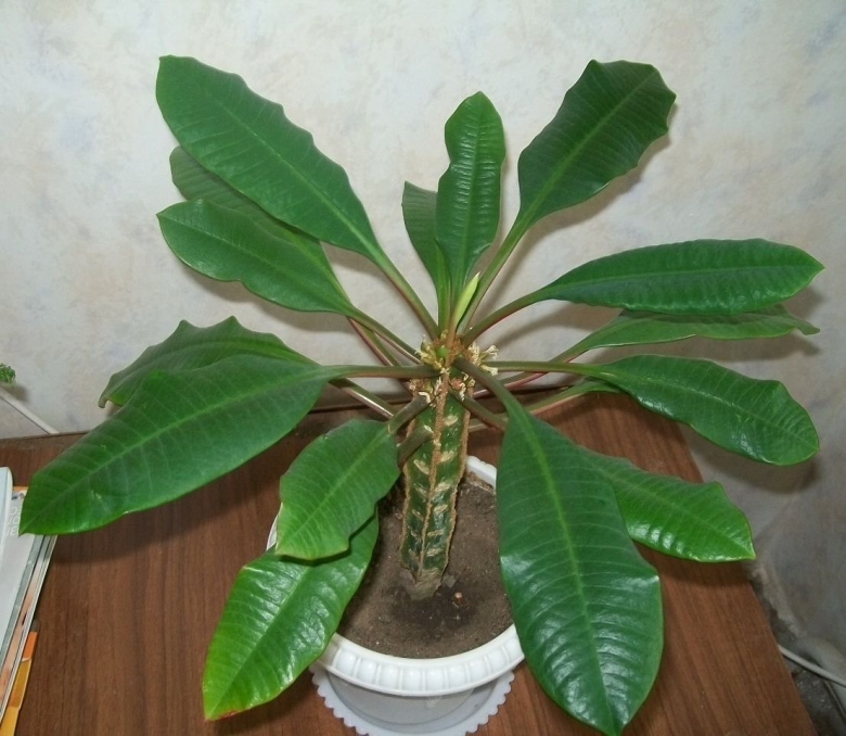 Молочай беложильчатый