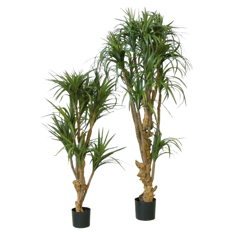 Пальма драцена маргината