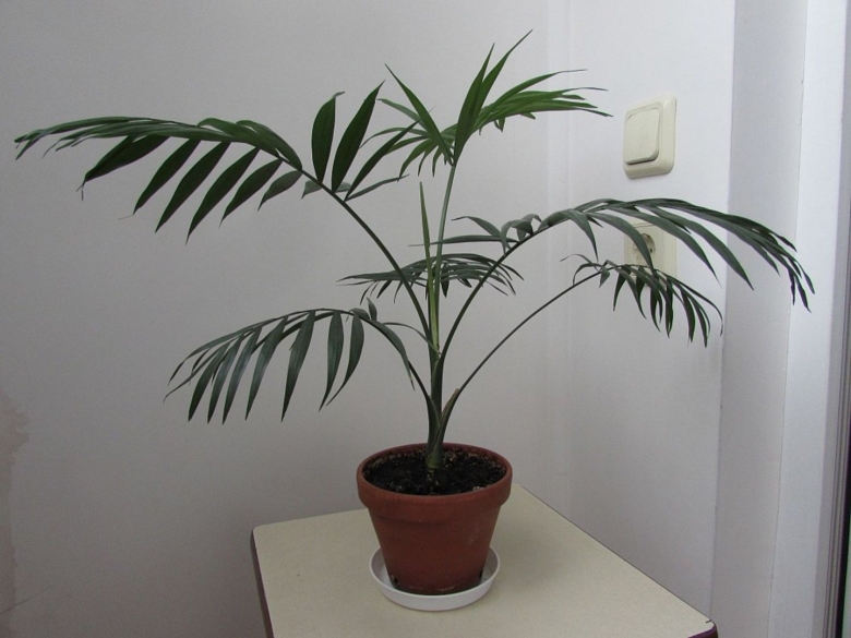 Цветок Пальма хамедорея