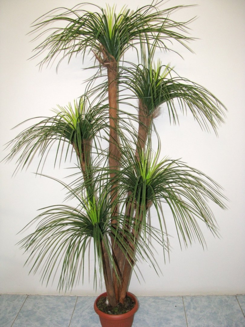 Драцена финиковая Пальма