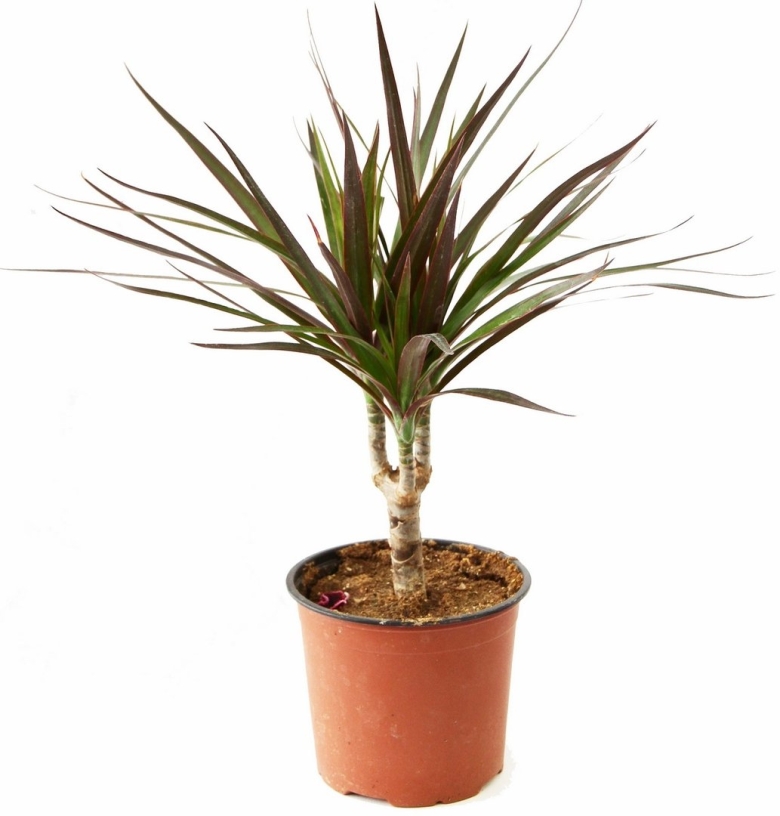 Драцена окаймлённая Маргината