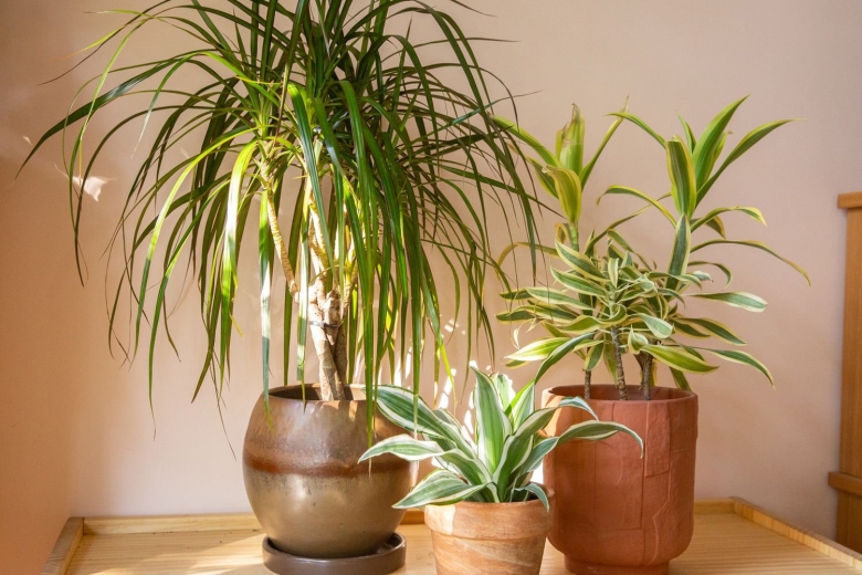 Dracaena sanderiana