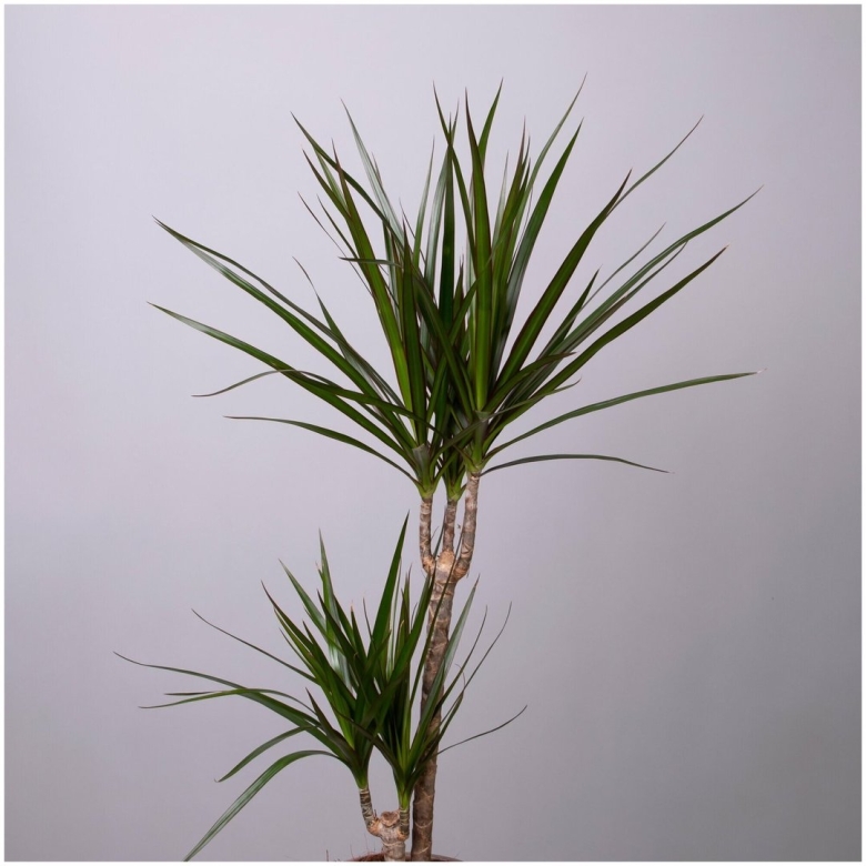 Dracaena marginata