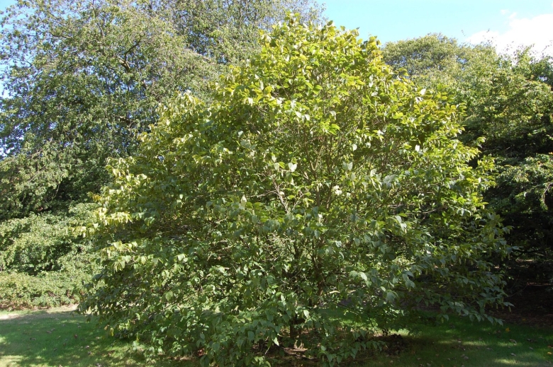 Граб Восточный грабинник