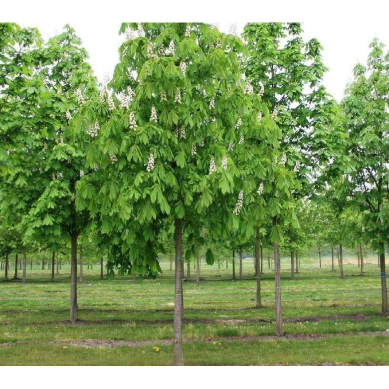 Каштан конский дерево