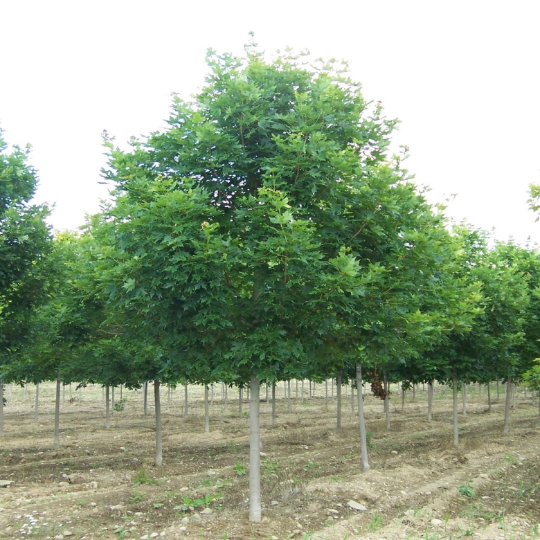 Клен серебристый Acer saccharinum
