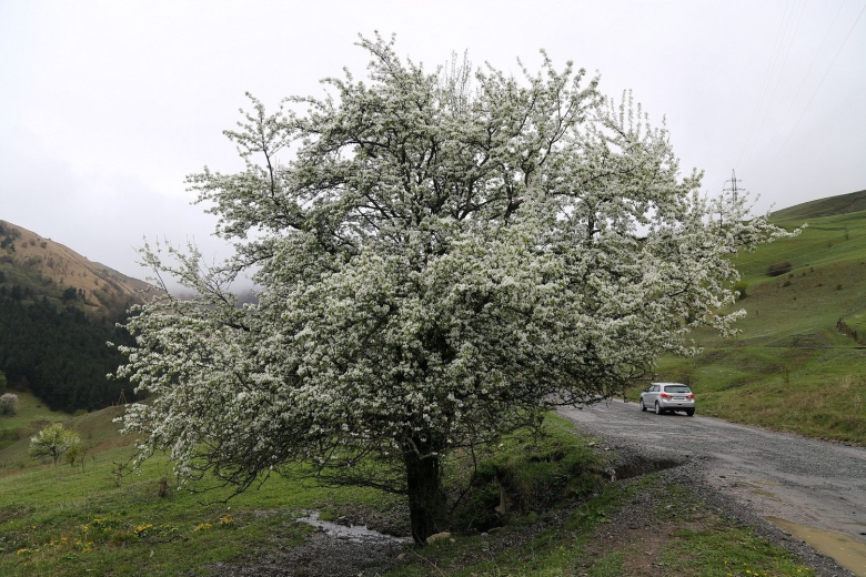 Цветущие деревья на Кавказе