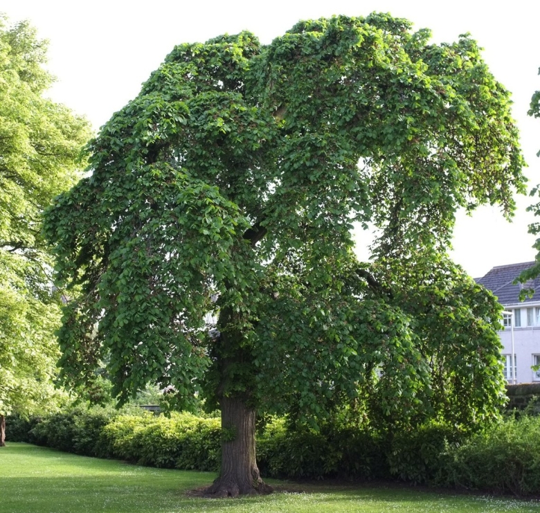 Ulmus glabra camperdownii