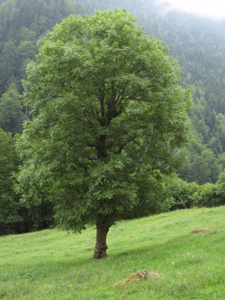 Ясень обыкновенный