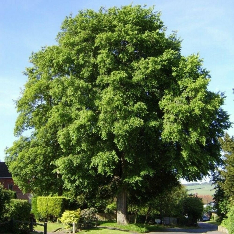 Вяз Ильм карагач