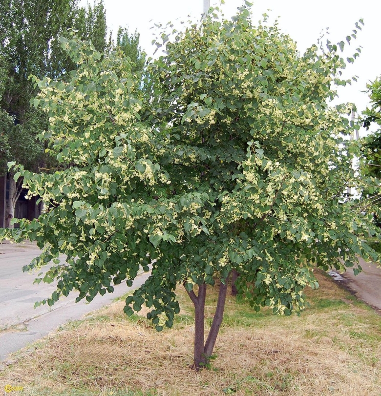 Липа мелколистная Гринспайер