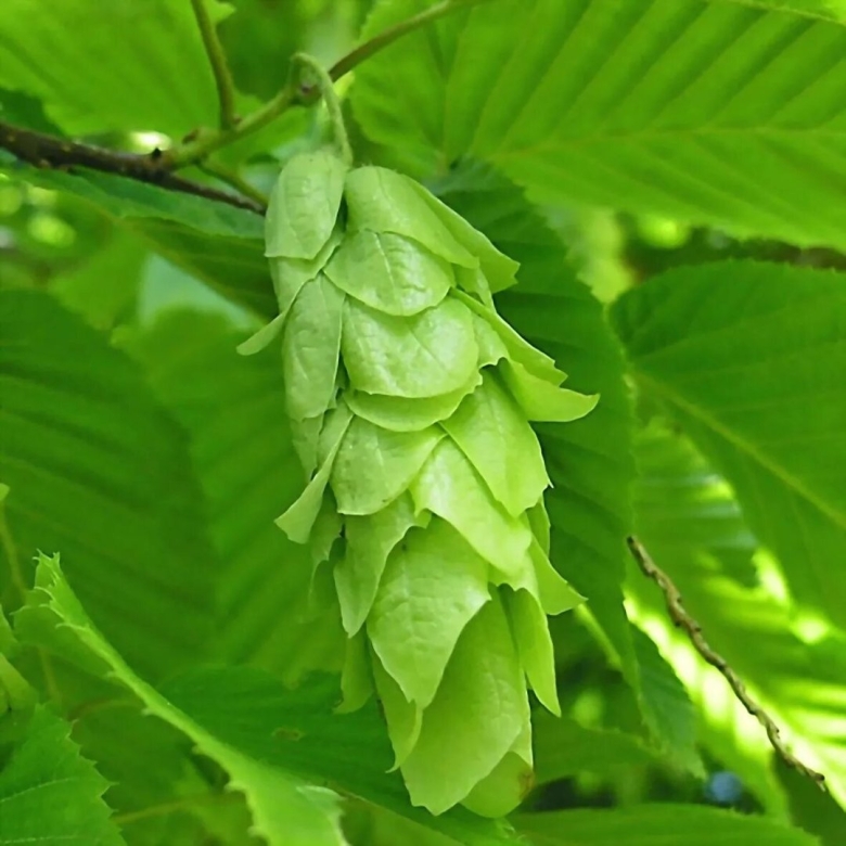 Граб обыкновенный carpinus betulus