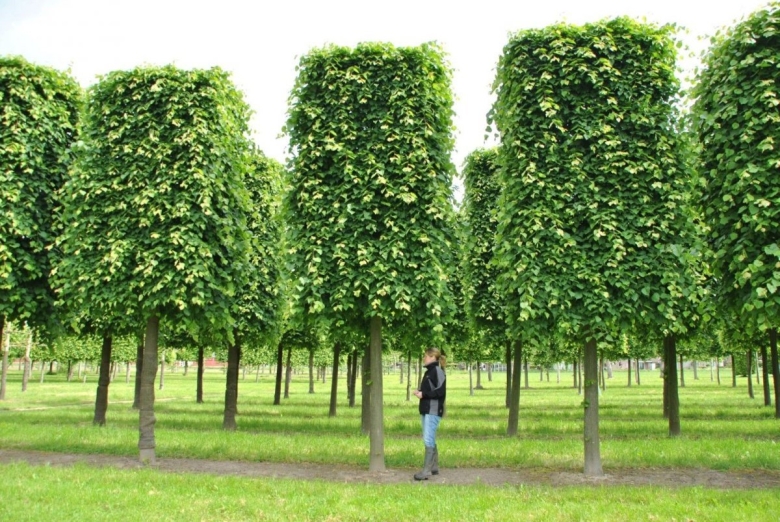 Липа европейская паллида