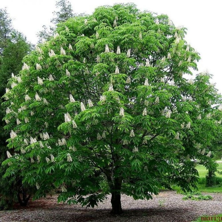 Каштан конский (aesculus)