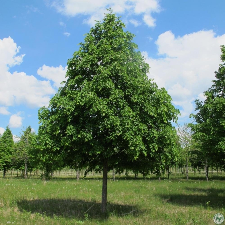 Липа мелколистная Гринспайер Tilia cordata Greenspire