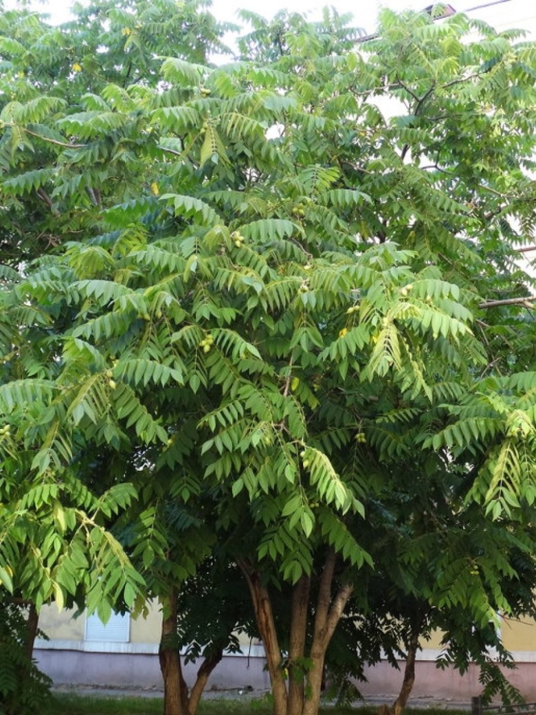 Орех манчь маньчжурский