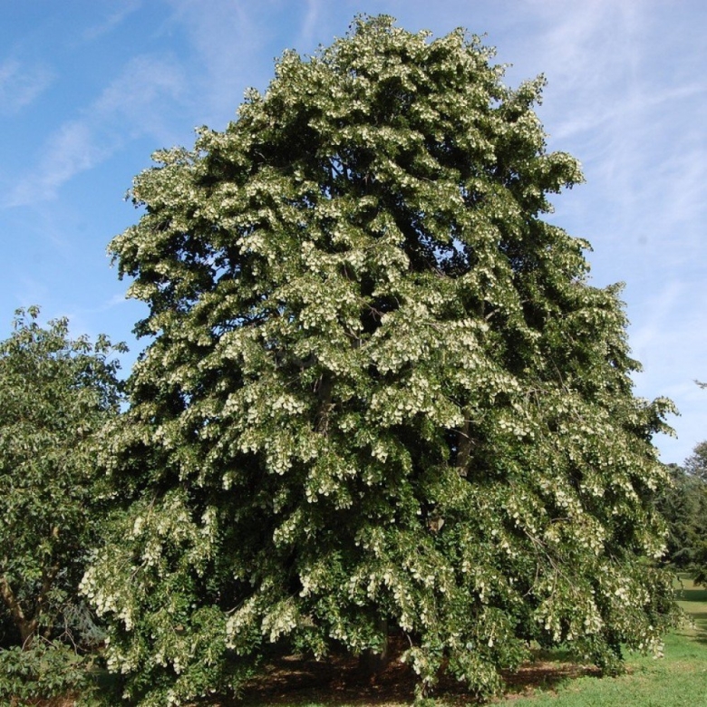 Липа войлочная Tilia tomentosa