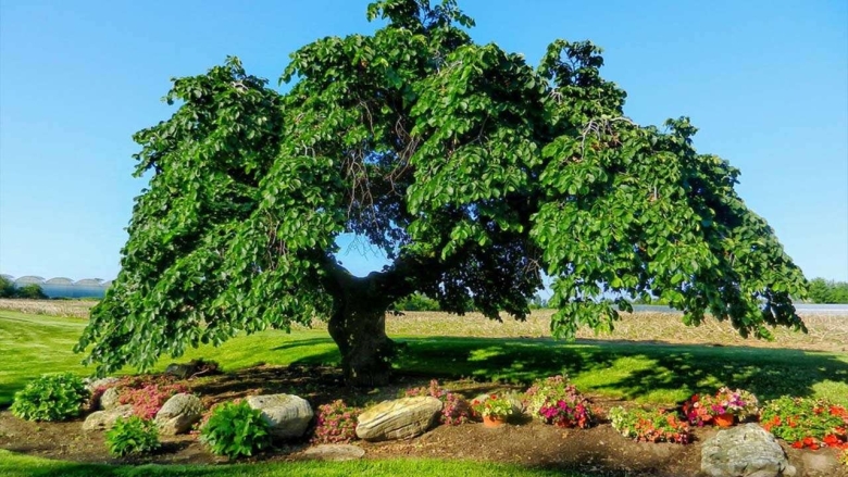 Ulmus glabra camperdownii