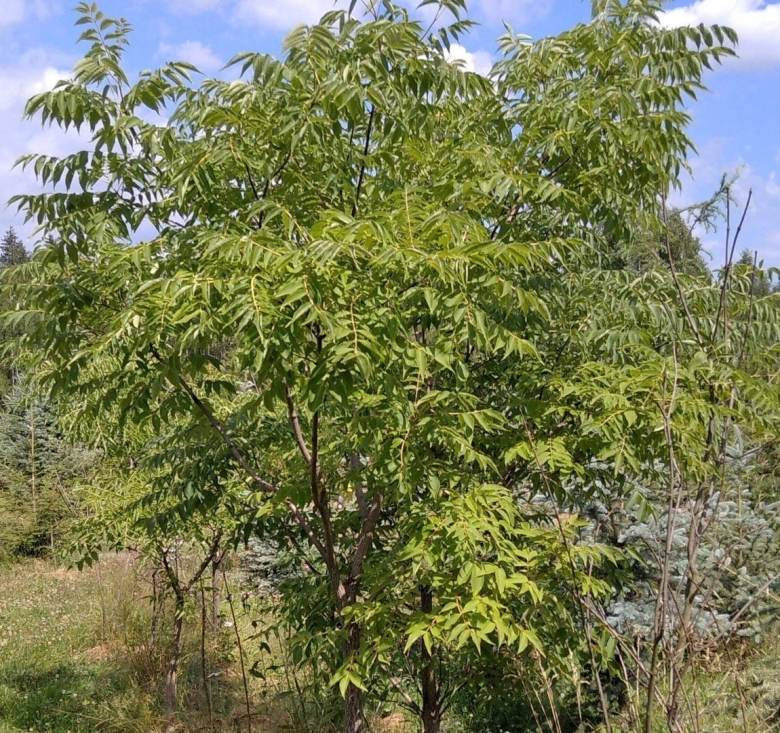 Орех маньчжурский juglans mandshurica