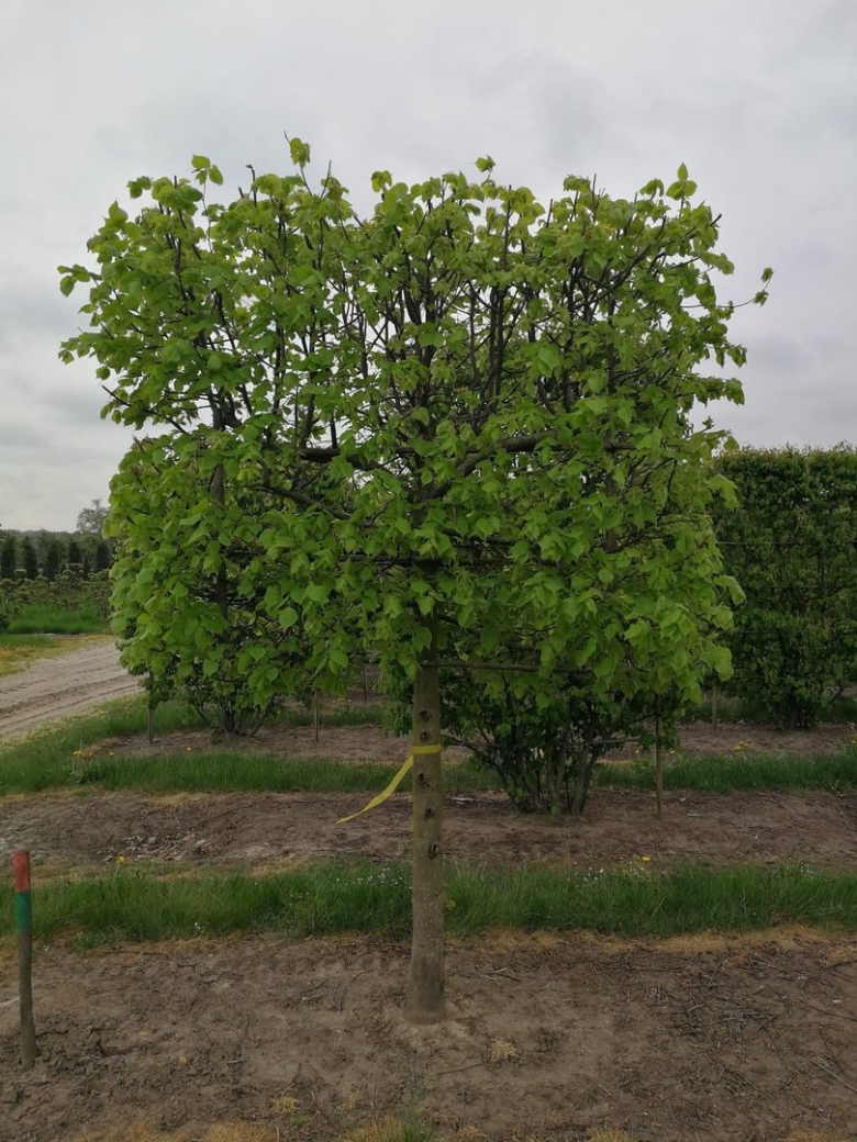 Липа мелколистная greenspire