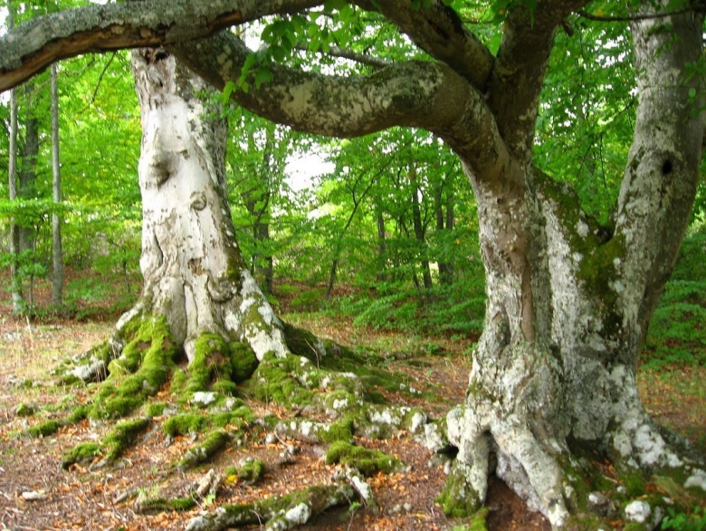 Буковый лес Крым Демерджи