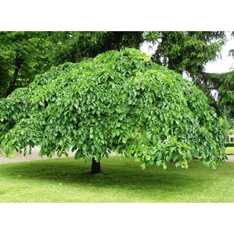 Вяз шершавый Пендула