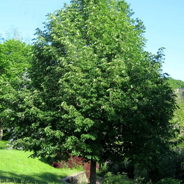 Липа мелколистная гринспаер