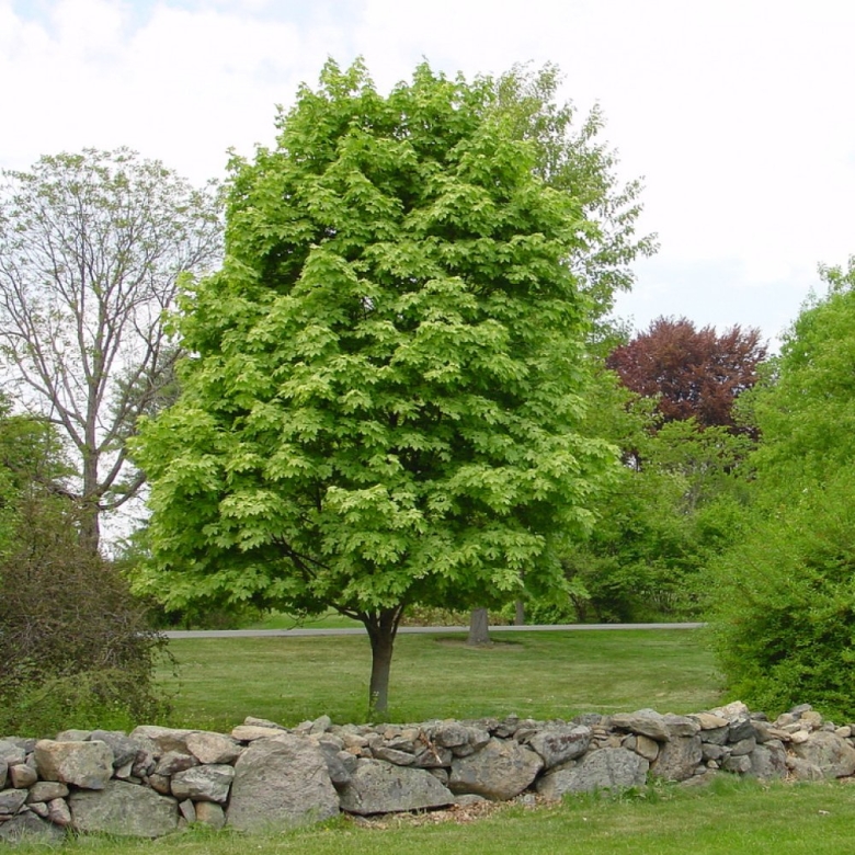 Клен полевой Acer Campestre