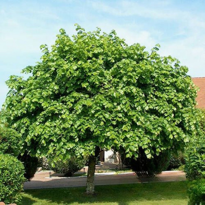 Липа крупнолистная Tilia platyphyllos