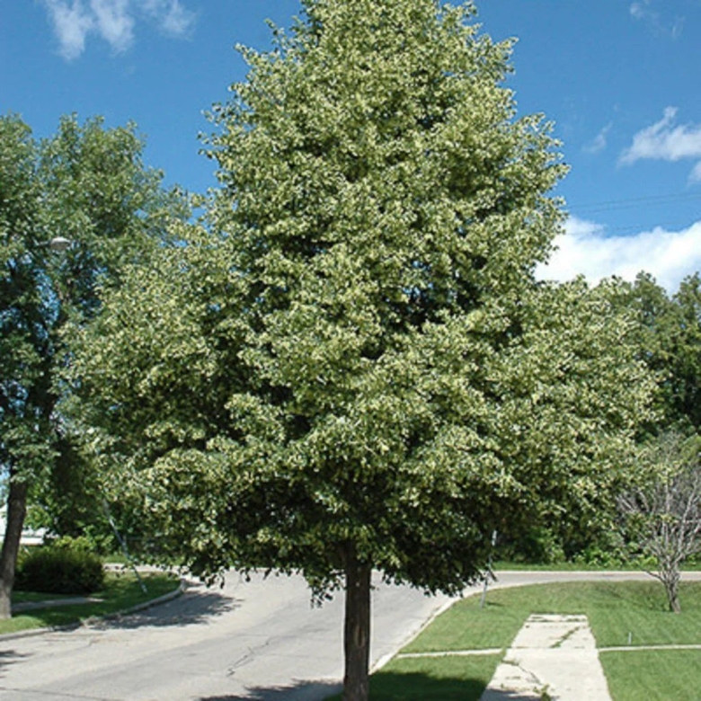 Tilia cordata