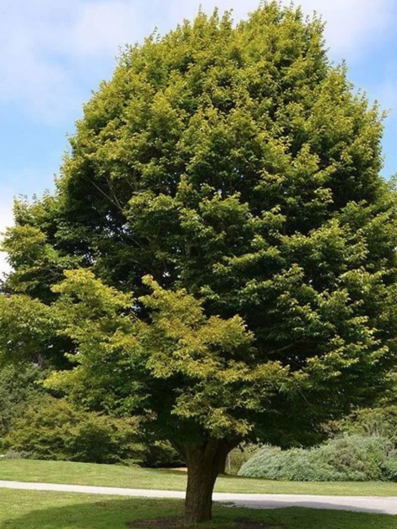 Граб обыкновенный Carpinus betulus