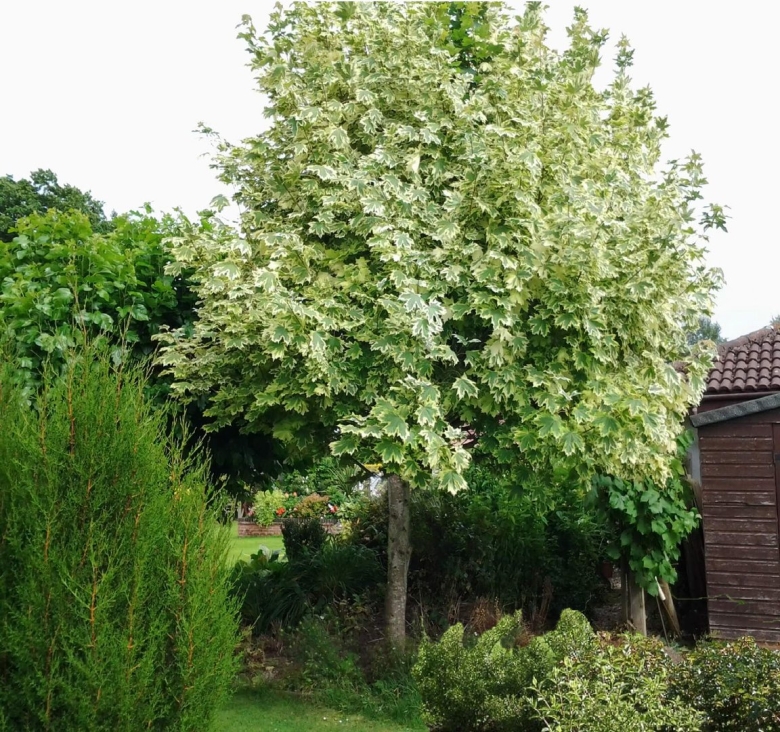 Клен остролистный друммонди