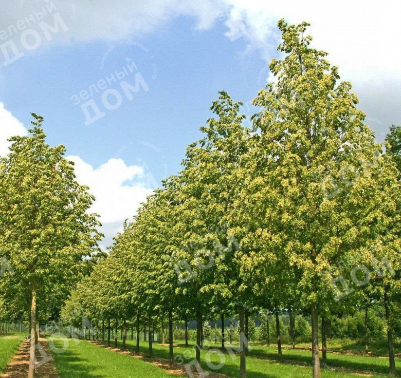 Липа мелколистная Гринспайер