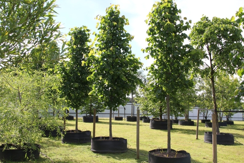 Липа мелколистная гринспайер