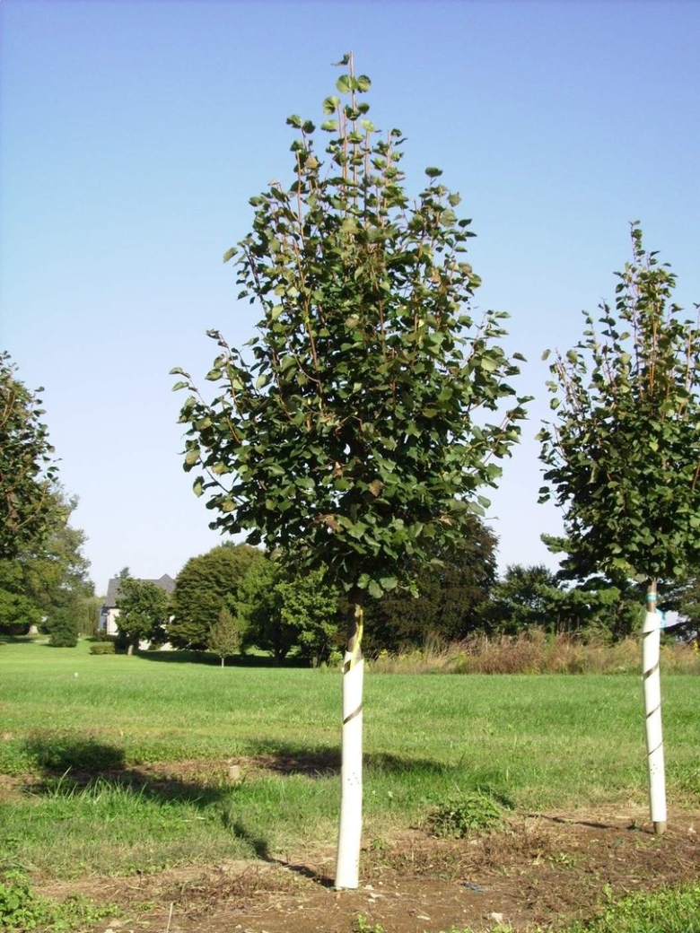 Липа мелколистная tilia cordata