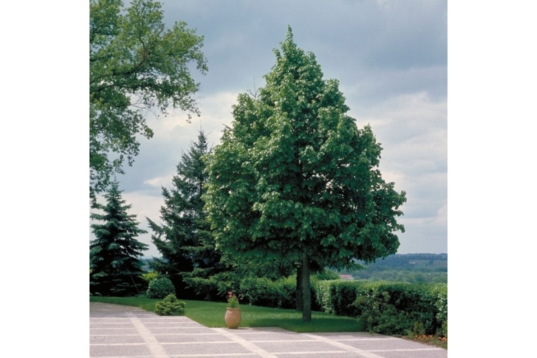 Липа мелколистная Greenspire