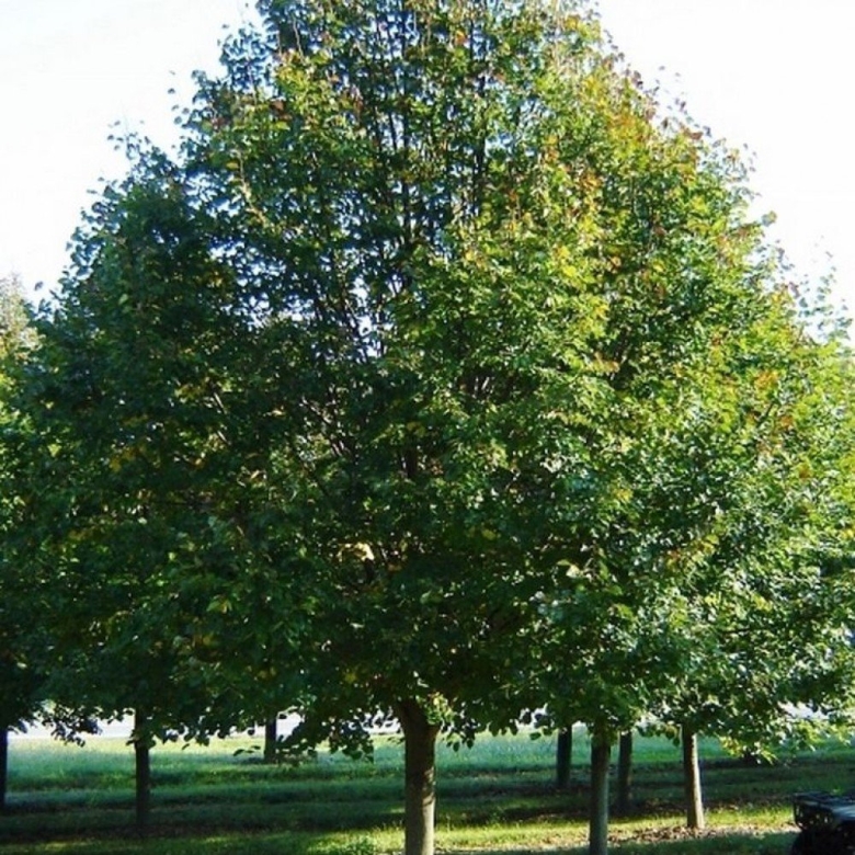 Липа мелколистная tilia cordata