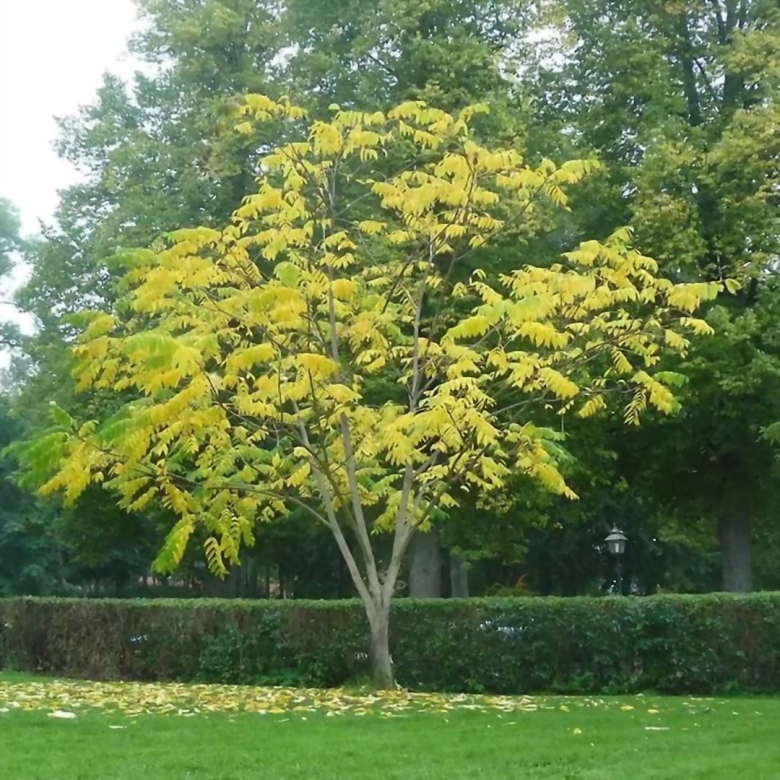 Орех маньчжурский juglans mandshurica