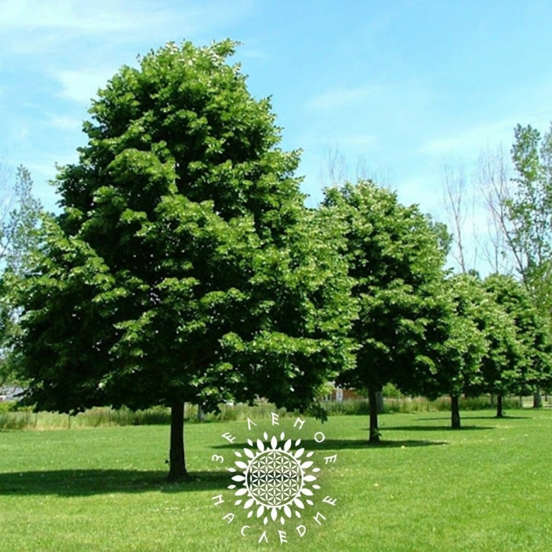 Липа мелколистная Greenspire