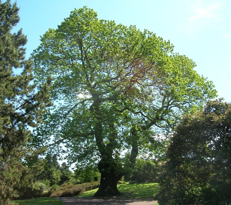 Дерево Кавказа каштан