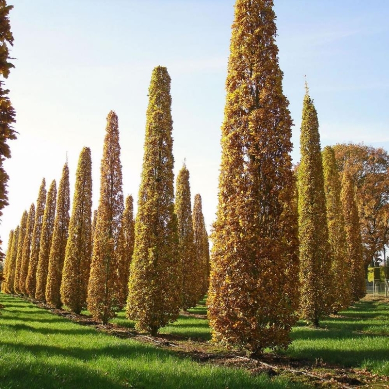 Дуб колоновидный Фастигиата костер