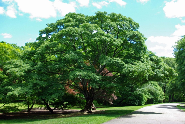 Клен мелколистный