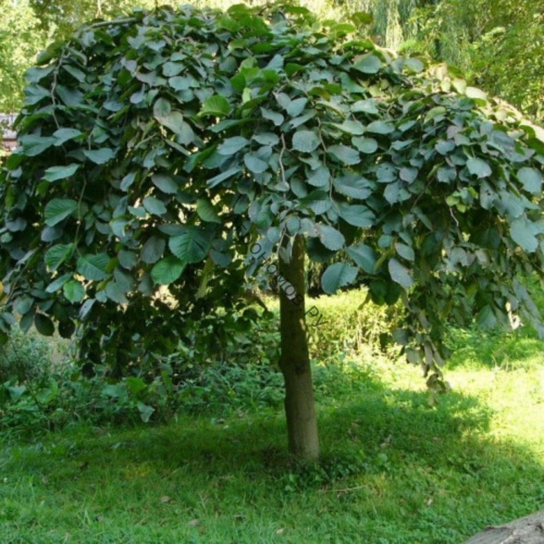 Вяз шершавый пендула